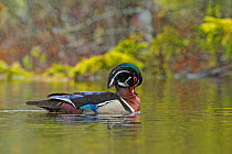 Wood duck (Aix sponsa). male in breeding plumage in rainstorm. Acadia National Park, Maine, USA. May.