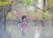 Wood duck (Aix sponsa) male in breeding plumage in a foggy beaver pond at dawn. Acadia National Park, Maine, USA. May.
