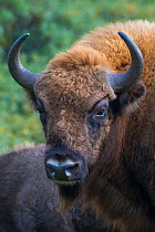 European bison (Bison bonasus) Zuid-Kennemerland National Park; the Netherlands, Reintroduced species.
