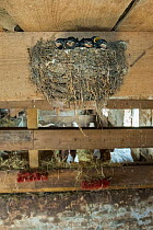Barn swallow (Hirundo rustica)  chicks on nest in stable, The Netherlands