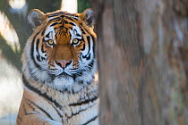 Siberian tiger (Panthera tigris altaica) in snow, captive.