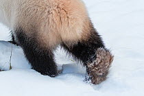 Giant panda (Ailuropoda melanoleuca) close up of feet whilst walking in snow, captive.