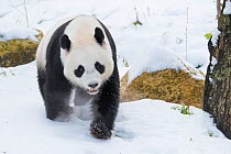 Giant panda (Ailuropoda melanoleuca) in snow, captive.