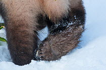 Giant panda (Ailuropoda melanoleuca) close up of feet whilst walking in snow, captive.