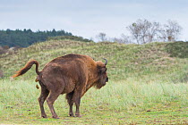 European bison (Bison bonasus) defecating, Zuid-Kennemerland National Park, the Netherlands. Reintroduced species.