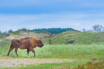 European bison (Bison bonasus) in habitat, Zuid-Kennemerland National Park, the Netherlands. Reintroduced species.