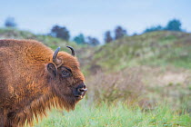 European bison (Bison bonasus) portrait, Zuid-Kennemerland National Park, the Netherlands. Reintroduced species ;