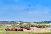 European bison  (Bison bonasus) with flock of Rock dove (Columba livia)  Zuid-Kennemerland National Park, the Netherlands, Reintroduced species.