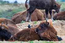 European bison (Bison bonasus) resting with Jackdaw (Corvus monedula) Zuid-Kennemerland National Park, the Netherlands. Reintroduced species.