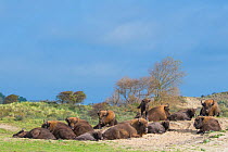 European bison (Bison bonasus) group resting, Zuid-Kennemerland National Park, the Netherlands. Reintroduced species.