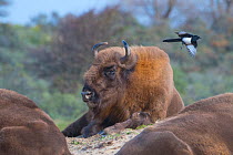 European bison (Bison bonasus) with Magpie (Pica pica) Zuid-Kennemerland National Park, the Netherlands. Reintroduced species ; magpie;