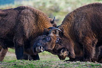 European bisons(Bison bonasus) fighting, Zuid-Kennemerland National Park, the Netherlands. Reintroduced species.