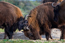 European bisons (Bison bonasus) fighting, Zuid-Kennemerland National Park, the Netherlands. Reintroduced species.
