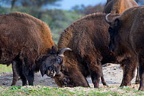 European bisons (Bison bonasus) fighting, Zuid-Kennemerland National Park, the Netherlands. Reintroduced species.