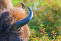European bison (Bison bonasus) close up of horns, Zuid-Kennemerland National Park, the Netherlands. Reintroduced species.