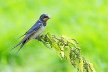 Barn swallow (Hirundo rustica) perched on nettle, The Netherlands
