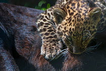 Black panther / melanistic Leopard (Panthera pardus) female with normal spotted cub suckling, captive.