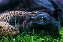 Black panther / melanistic Leopard (Panthera pardus) female resting with normal spotted cub, captive.