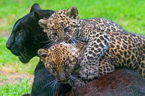 Black panther / melanistic Leopard (Panthera pardus) female with normal spotted cubs playing, captive.