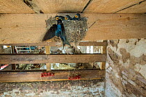 Barn swallow (Hirundo rustica) adults feeding chicks in nest in stable, The Netherlands.