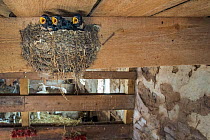 Barn swallow (Hirundo rustica) chicks on nest in stable, The Netherlands.