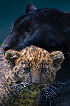 Black panther / melanistic Leopard (Panthera pardus) female with normal spotted cub, captive.