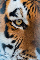 Siberian tiger (Panthera tigris altaica) close up of face, captive.