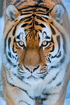 Siberian tiger (Panthera tigris altaica) in snow, captive.