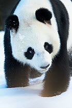 Giant panda (Ailuropoda melanoleuca) in snow, captive.