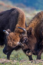 European bison; wisent; Bison bonasus; Zuid-Kennemerland National Park; the Netherlands; Reintroduced species; sparring; fight