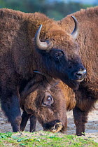 European bison (Bison bonasus) fighting, Zuid-Kennemerland National Park, the Netherlands. Reintroduced species.
