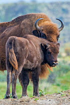 European bison (Bison bonasus) with calf, Zuid-Kennemerland National Park, the Netherlands. Reintroduced species.