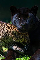 Black panther / melanistic Leopard (Panthera pardus) female with normal spotted cub, captive.