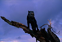 Black panther / melanistic Leopard (Panthera pardus) standing on dead tree, captive. Non-ex