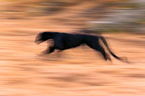 Black panther / melanistic Leopard (Panthera pardus) running, blurred motion. Captive. Non-ex