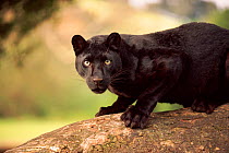 Black panther / melanistic Leopard (Panthera pardus) on log, captive. Non-ex