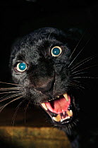 Black panther / melanistic Leopard (Panthera pardus) snarling. Captive. Non-ex