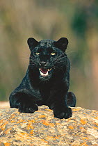 Black panther / melanistic Leopard (Panthera pardus) snarling. Captive. Non-ex