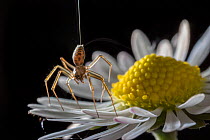 Money spider (Tenuiphantes sp) tiptoeing behaviour on daisy. Spiders can stand on tiptoes and produced silk to &#39;balloon&#39; and travel with the airflow. In this image the silk dragline and feinte...