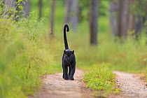 Melanistic leopard / Black panther (Panthera pardus)  on territorial patrol on track, Nagarahole National Park, Nilgiri Biosphere Reserve, Karnataka, India.