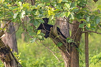 Melanistic leopard / Black panther (Panthera pardus) male  in tree, Nagarahole National Park, Nilgiri Biosphere Reserve, Karnataka,  India.