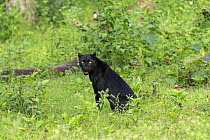 Melanistic leopard / Black panther (Panthera pardus) male  in tree, Nagarahole National Park, Nilgiri Biosphere Reserve, Karnataka,  India.