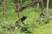 Melanistic leopard / Black panther (Panthera pardus) male, Nagarahole National Park, Nilgiri Biosphere Reserve, Karnataka,  India.