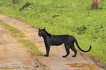 Melanistic leopard / Black panther (Panthera pardus)  on territorial patrol on track, Nagarahole National Park, Nilgiri Biosphere Reserve, Karnataka, India.