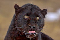 Black panther / melanistic Leopard (Panthera pardus) portrait, licking muzzle, captive.