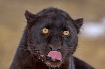 Black panther / melanistic Leopard (Panthera pardus) portrait, licking muzzle, captive.