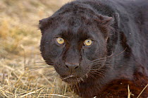 Black panther / melanistic Leopard (Panthera pardus) portrait. captive.