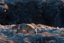 Red fox (Vulpes vulpes), Elliston, Bonavista Peninsula, Newfoundland, Canada, May 2017