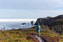 Man looking out to from the Skerwick Trail near Trinity, Newfoundland, Canada. Unusual May sea ice filling the bay. Canada, May, 2017.