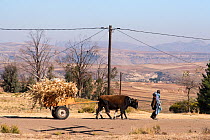Farmer transporting maize chaff with oxen, Lesotho. August 2017